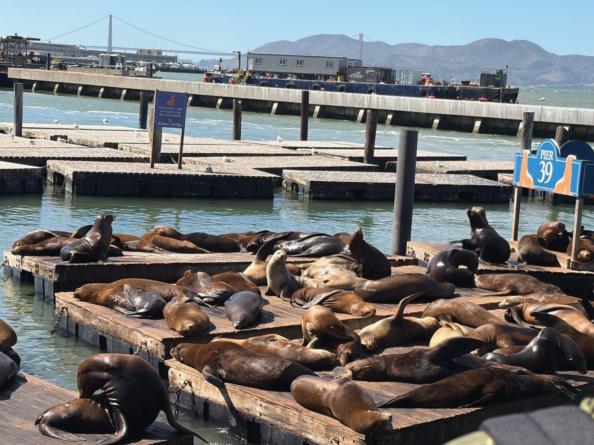 Sea lions at Pier 39